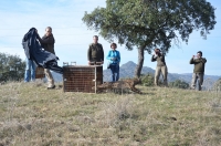 Release to the natural environment of an Iberian lynx specimen