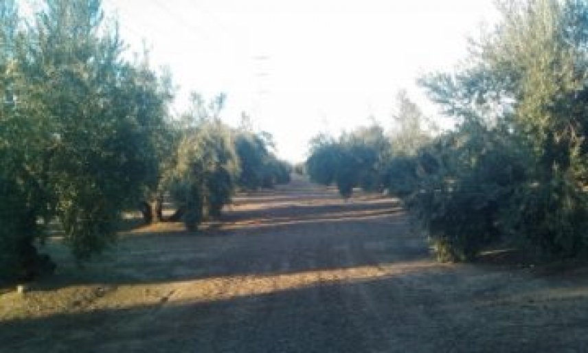 Desarrollan un método biológico que mejora el tratamiento y control de plagas en el olivo