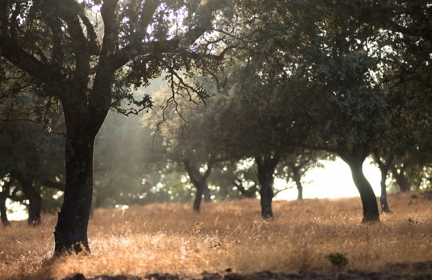 Small family run livestock farms stand out in Cordoba’s dehesa