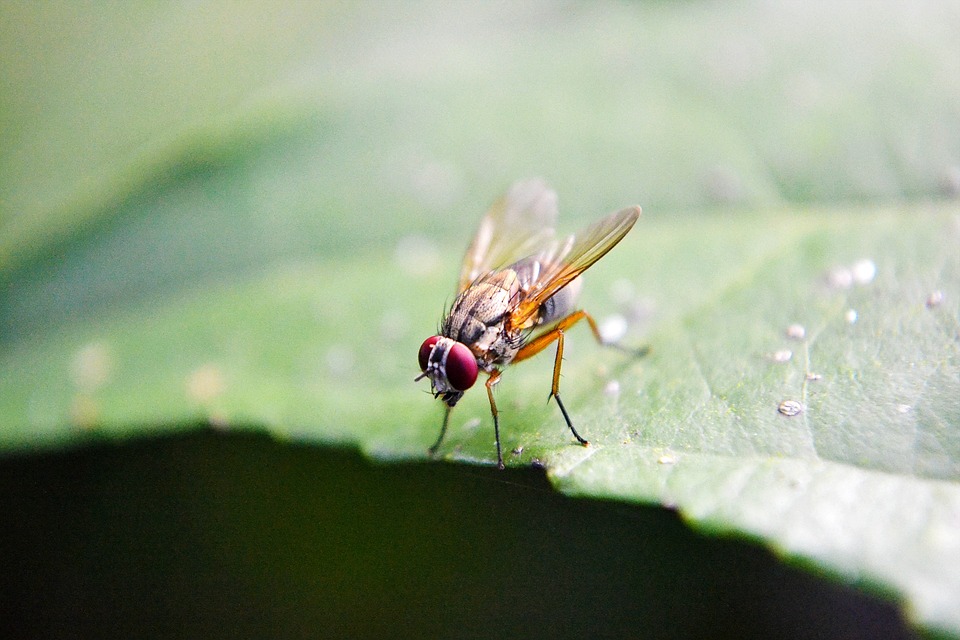 Mosca de la fruta