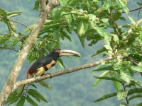 Un arasari piquiplido ('Pteroglossus erythropygius'), una especie de tucn que se puede encontrar en estos bosques ecuatorianos.