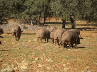 El estudio ha probado la ausencia de alelos procedentes de las razas Duroc y Large Black