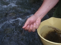 La Universidad de Crdoba contribuye a la recuperacin de la anguila a travs de un proyecto europeo