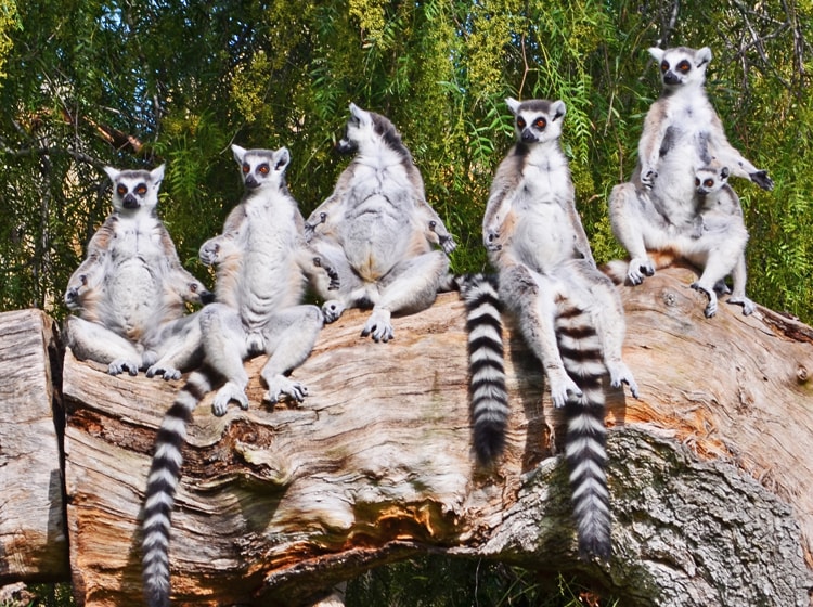 Lémures de cola anillada (imagen cedida por el Bioparc de Valencia)