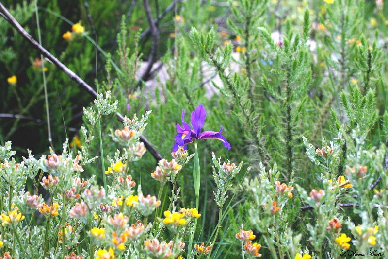 Iris2