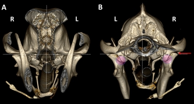 Detalle de la articulación temporomandibular en perros.