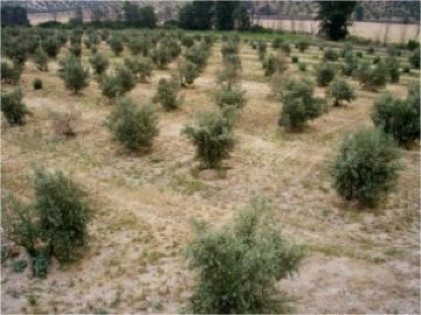 Nuevos aspectos sobre la estrategia reproductiva del hongo causante de la verticilosis del olivo