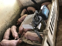 Imagen de una de las explotaciones caracterizadas por Integraporc