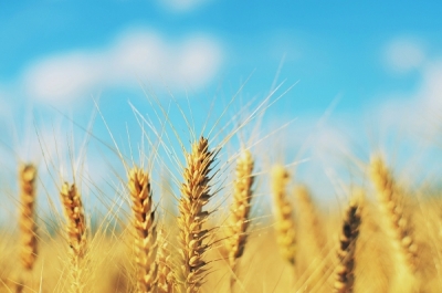 Wheat field